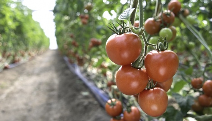 利用雲端管理番茄的生長數據