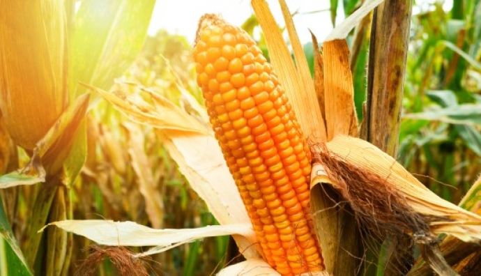 遙測技術應用於玉米田的氮肥管理
