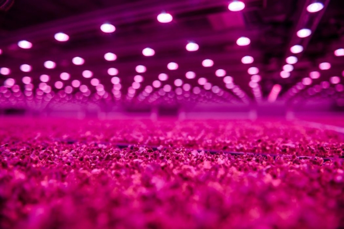垂直農場成全球新趨勢 昕諾飛打造高科技園藝照明系統
