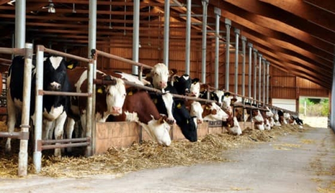 運用新的AI工具進行精準畜群管理了解牛隻生活的舒適程度
