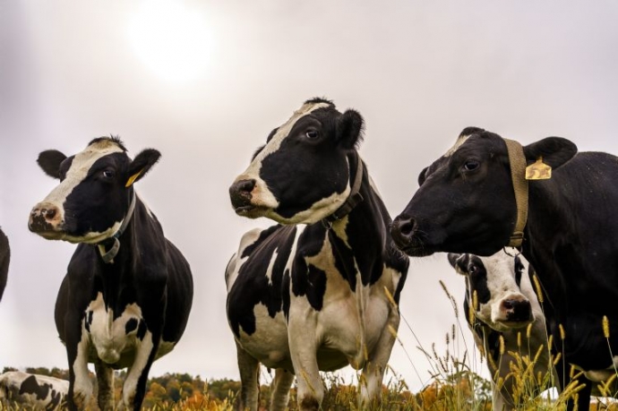 科技讓乳牛更健康　衛星技術助攻有機農場生產力