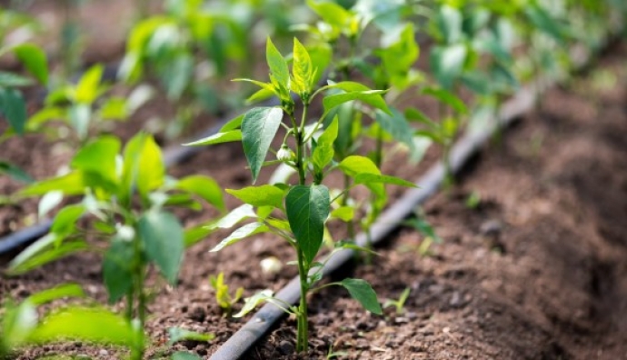 滴灌施肥可妥善運用水與營養資源，提高農業生產率