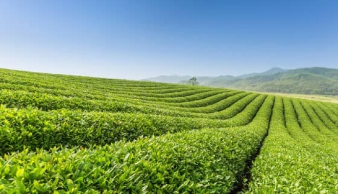 何時可採茶？台灣茶葉生產管理資訊平台幫忙預測