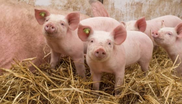 利用生命週期評估模型估算英國養豬產業系統的碳足跡及影響因素