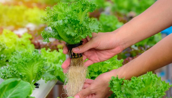 歐洲最大的植物工廠將在土耳其安塔利亞開始進行作物生產