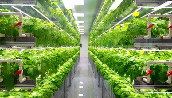 奈米材料「量子點｣ 藉由轉換光波長來提高農作物產量