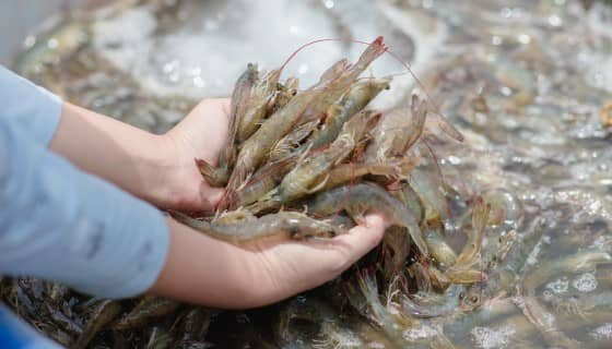 Oceanus投資新加坡Universal Aquaculture室內白蝦立體養殖場