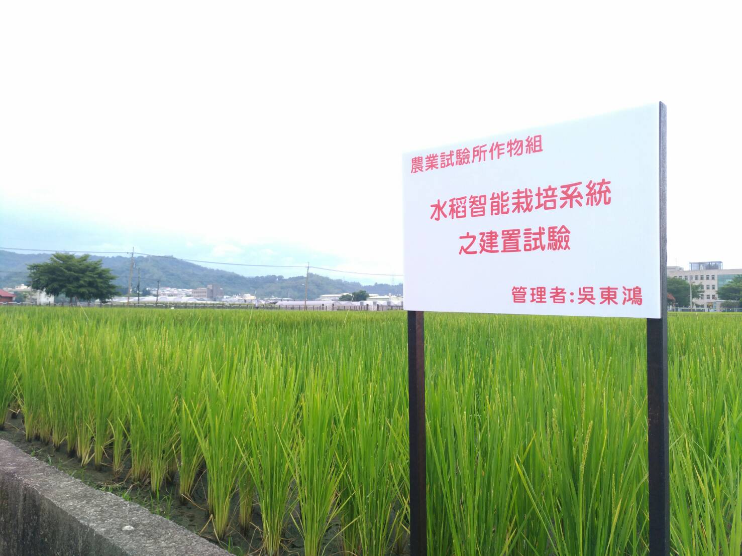 早熟稉稻智能生產場域之建置
