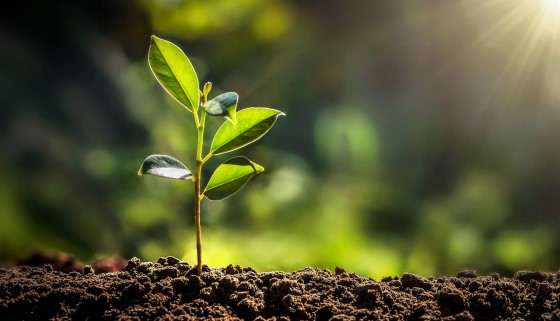 讓植物說話-科學家發明感測器即時監測植物體內變化